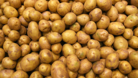 Россия и Китай синтезировали новые вещества для защиты картофеля