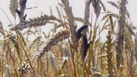Египет включил Россию и Украину в список стран со спорыньёй в пшенице