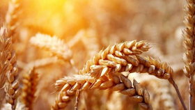 В США трейдеры понизили котировки на пшеницу из-за рисков