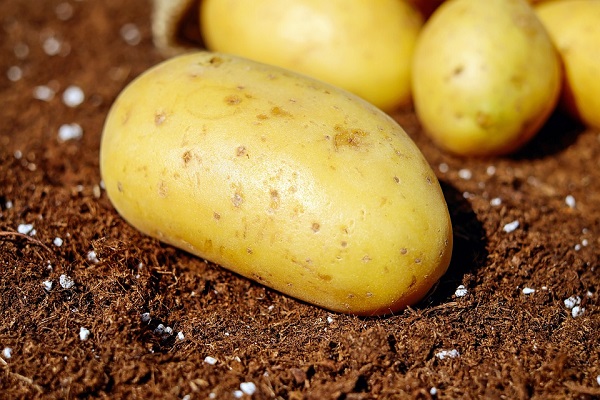 В Вологодской области в 1,5 раза подорожал картофель