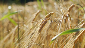 В Краснодарском крае началась уборка озимой пшеницы