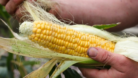 Эксперты снизили прогноз по урожаю кукурузы в России в 2017 году