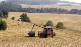 В Белоруссии зерновым угрожает засуха