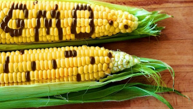 ЮАР впервые разрешила ввоз американской кукурузы с ГМО