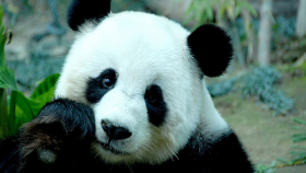 СМИ: в Китае травоядная панда съела козу