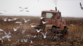Состояние посевов в Волгоградской области вызывает опасения аграриев