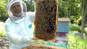 Госдума предлагает выделять субсидии на пчелосемьи