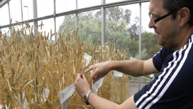 Ученые из Австралии разработали технологию скоростной селекции пшеницы