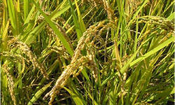 В Краснодарском крае познакомились с новыми способами обработки рисовых чеков