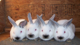 В Махачкале пройдет выставка-ярмарка домашней птицы и кроликов