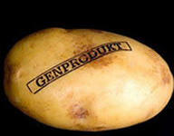 В Белоруссии попробуют посадить ГМ-картофель