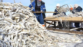 Архангельские рыбаки получили новые 15-летние квоты на вылов