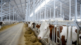 Четыре молочно-товарных комплекса возведут в Башкирии к 2021 году