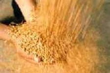 Производство зерна в Мордовии планируется увеличить до 1,5 миллионов тонн