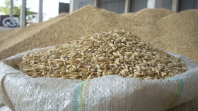 В Орловской области совершили крупнейшую кражу зерна из госфонда
