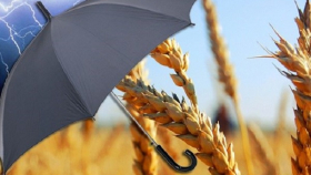 В России в 20 раз вырастет страхование посевов