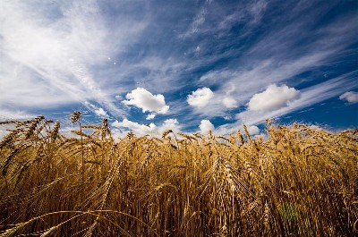 Минсельхоз повысил прогноз экспорта зерна до 30 млн тонн