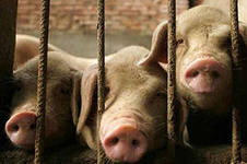 Регионы России получат 300 миллионов на ликвидацию свиной чумы