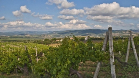 К 2021 году на Кубани площадь виноградников увеличат до 31 тыс. гектар