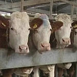 В Краснодарском крае ведётся работа по поддержке семейных животноводческих ферм