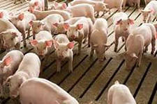 Свинина из Америки может оказаться источником вируса PED в Бразилии