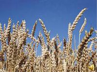 В Башкирии уже заготовлено 95% семян зерновых