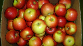Впервые ученые исследовали российский сорт яблок по 40 признакам