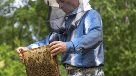 Специалисты заявили о массовом вымирании пчел на юге из-за пестицидов
