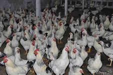 Адлерская птицефабрика на 80% увеличит выпуск курятины