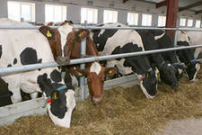 Более 30 000 тонн молока приобрели в башкирских подворьях