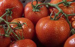 В Волгоградской области состоялся фестиваль овощеводства «Я – томат»