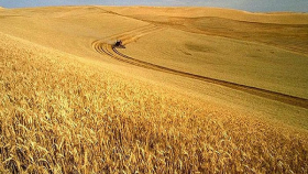В США ожидается антирекорд по сбору пшеницы