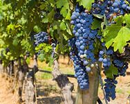 В Дагестане ожидается новый рекорд по сбору винограда
