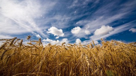 Минсельхоз повысил прогноз экспорта зерна до 30 млн тонн