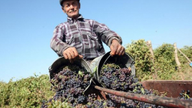 В Дагестане побит рекорд 1991 года по урожаю винограда