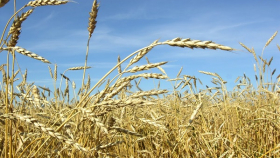 В Великобритании почти на половину сократились запасы пшеницы
