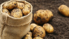 Липецкий холдинг запустит новые проекты по выращиванию картофеля и свеклы