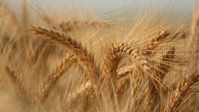 Урожай пшеницы в Бразилии вырастет на 8%