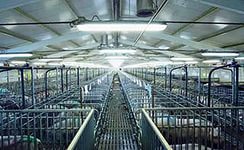 В Калужской области создан мини-комплекс по производству мяса