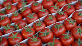 В Польше продолжили дорожать томаты