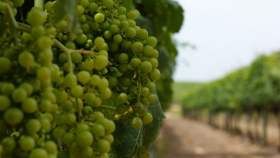 Липецкая семья виноградарей вырастила крупную плантацию