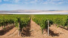 Более 580 млн рублей направили на развитие виноградарства в Дагестане