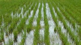 Агрокомплекс Ткачева скупает рисовые активы