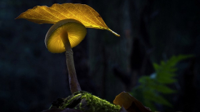 В Ростовской области нашли новые виды грибов