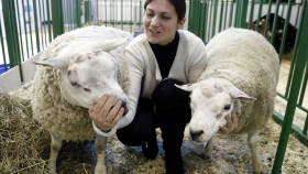 Власти Турции поддержат «новых селян» сотнями овец