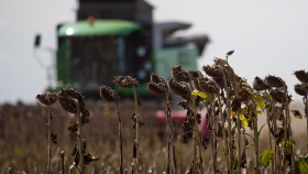 Масложировой союз рассчитывает на рекордный урожай подсолнечника в РФ