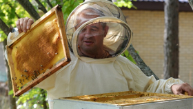 Ставропольские пчеловоды получат в 2019 году в 1,5 раза больше средств