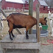 Станок для доения коз