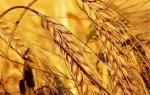 Гулькевичские аграрии почти убрали озимую пшеницу