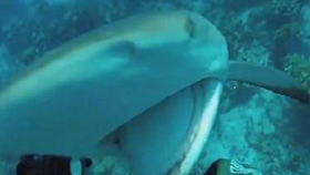Акула на Багамах похитила улов у дайвера